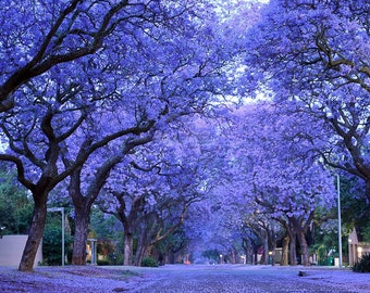 Heirloom 30 Bulk Seeds Blue Jacaranda Jacaranda Mimosifolia, drought tolerant, Tree Seeds T037