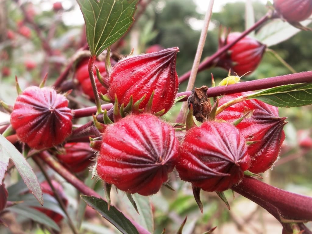 180 Seeds Roselle Hibiscus sabdariffa Herb Jamaica Sorrel Red