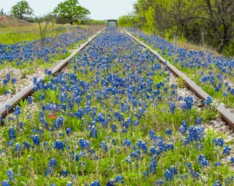 Wildflowers, Landscape photography, Texas, Hill Country, railroad,Western, flowers, bluebonnets, fine art print