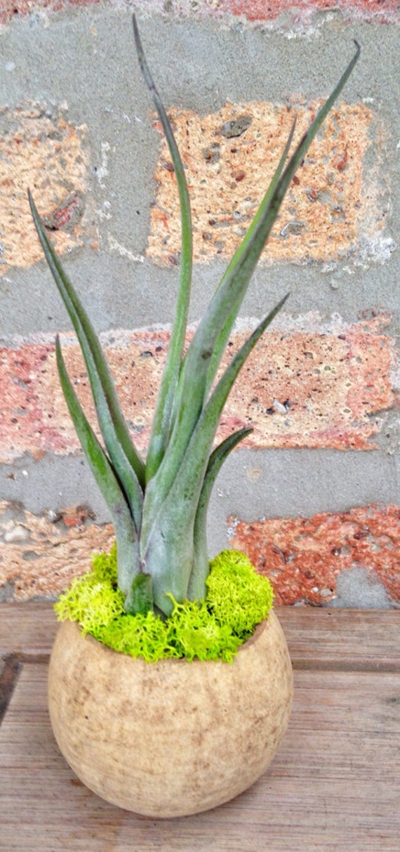 Air Plant Arrangements SET of THREE Perfect for place