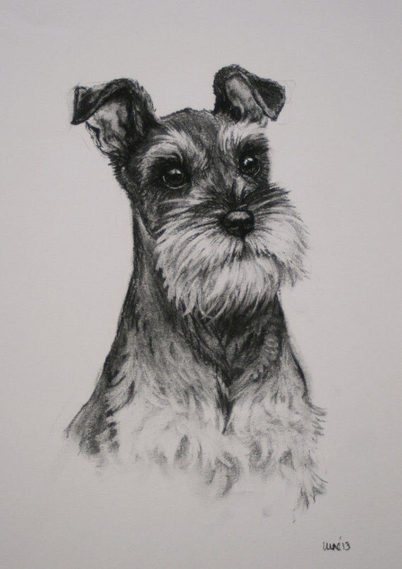 Miniature Schnauzer Terrier dog dog gift fine art LE print