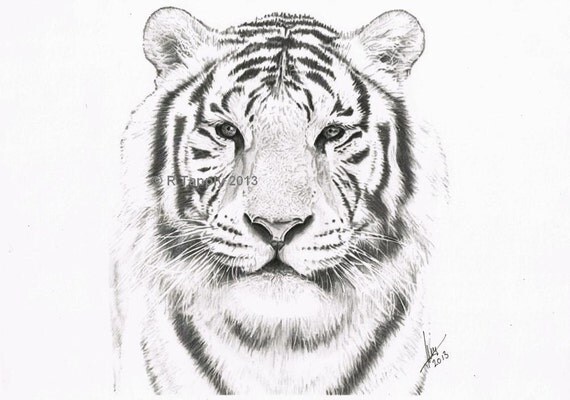 White Tiger High Quality Print From The Original Pencil