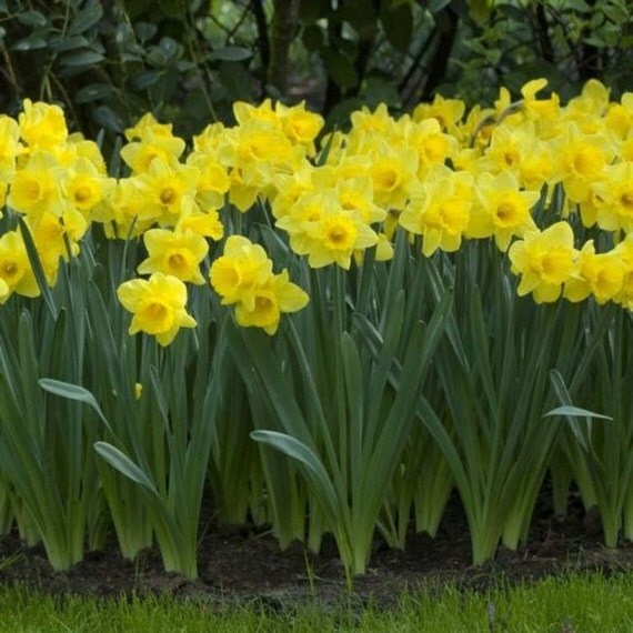 Trumpet Narcissus,Daffodil Dutch Master BulbsBloom MidspringNOW 