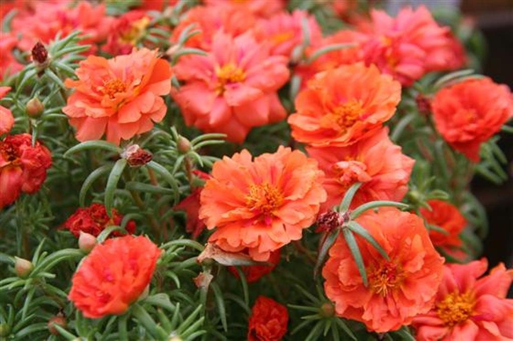 PORTULACA Moss rose DOUBLE ORANGE Great In Containers