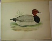 Beverly Morris British Game Birds Pochard Duck 1855