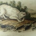 Audubon Quadruped Octovo Stone Lithograph PL 72 White American Wolf Print 1851