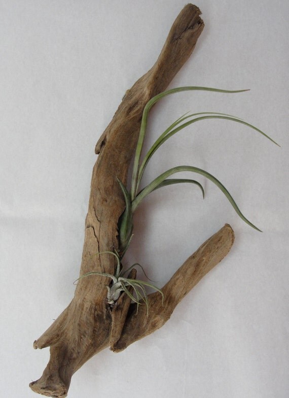 Hanging Driftwood Air Plant Display