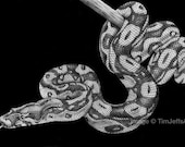 Items similar to Boa Constrictor Drawing. *Signed by Artist* on Etsy