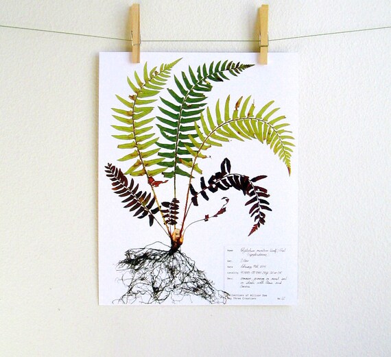 PRINT of Fern Herbarium Specimen Original by DayThreeCreations