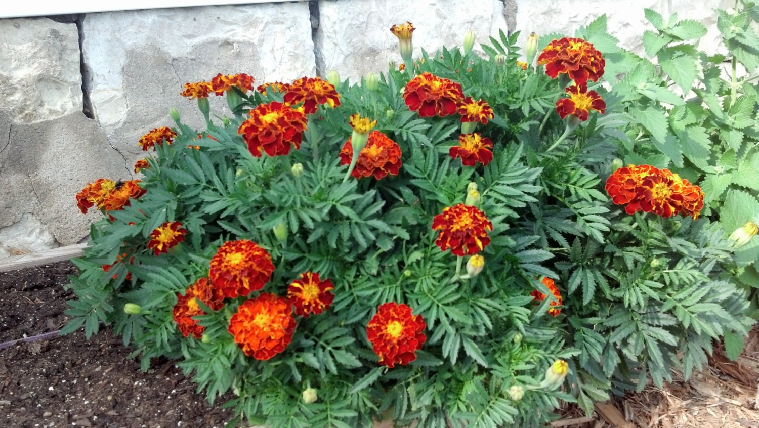 French Dwarf Double Mixed Marigold Seeds 200 Ct