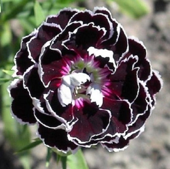 Black/White Velvet Lace Carnation Flower by YouMakeMeSmileSeeds