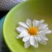Daisy Flower Pin
