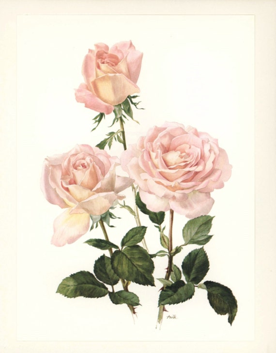 Watercolor Flower Print Cottage Rose Print by ParagonVintagePrints