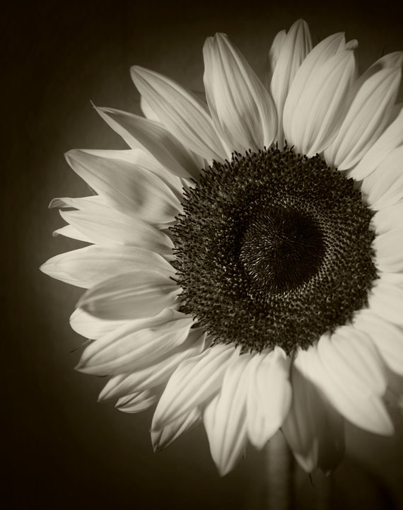 Items similar to Sunflower Photography, Floral, Original, Print, Fine ...