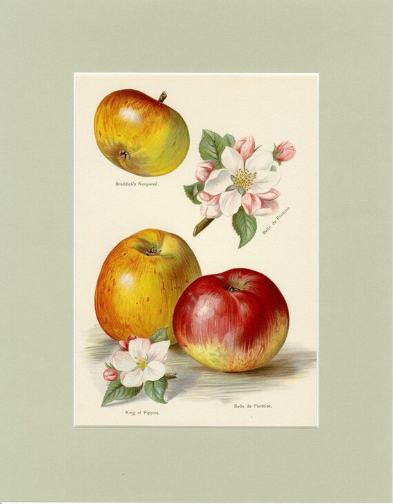 APPLE Print C. 1891 Antique Lithograph of Braddick's