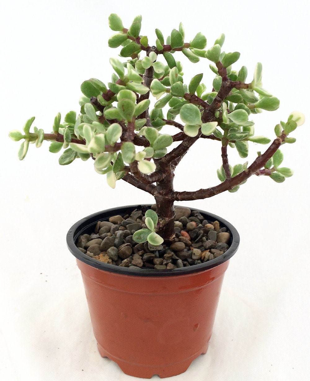 Creme &amp; Green Mini Jade Plant Portulacaria afra 4