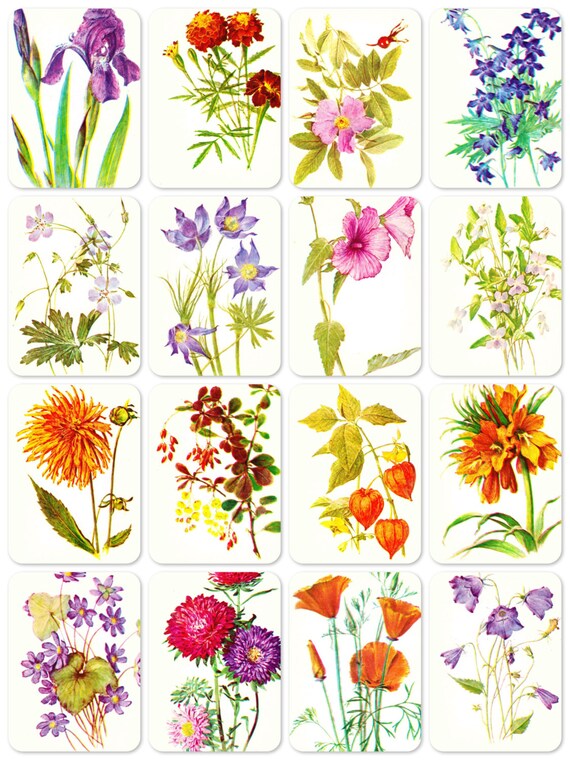Flowers. Set of 16 Vintage Prints, Postcards - 1980s