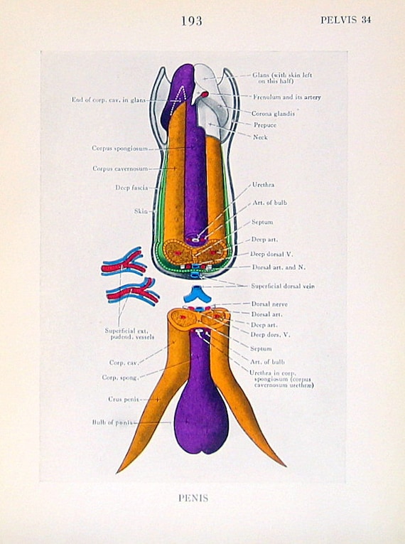 Human Anatomy Male Genital Organ Pelvis In By Mysunshinevintage