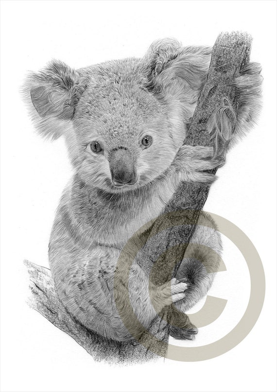 Dessin Koala Tattoo Dernier I