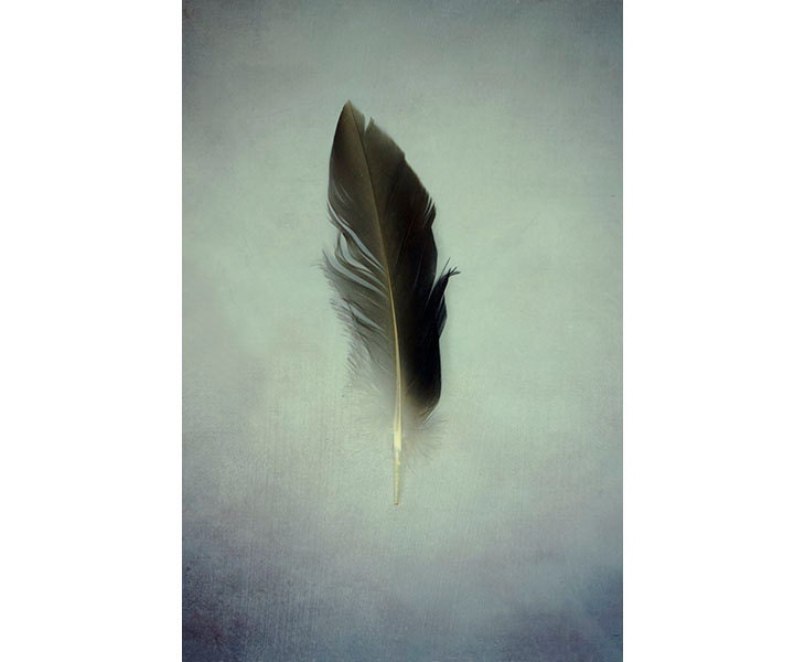 Feather Photo Fine Art Print Feather Photography Still Life