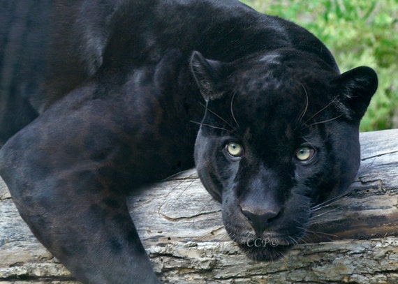 Items similar to Black Panther Nature Photography Wildlife Photo Jaguar ...