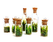 Live Moss Mini Terrarium Pendant (1) - Necklace Charm with Sterling Silver Hook