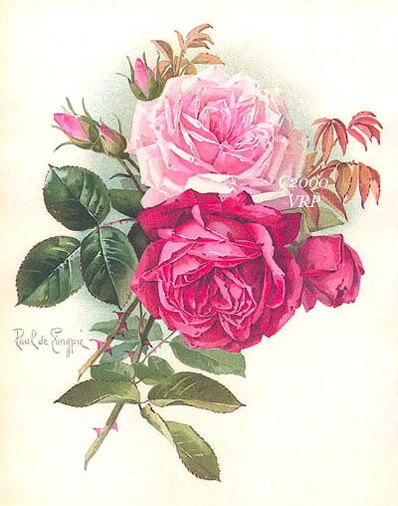 Victorian Meadow Roses Print Paul de Longpre Pink Cabbage Rose