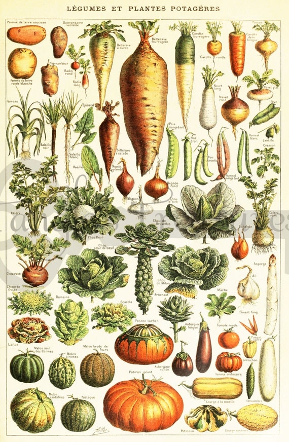 Vintage French Vegetables encyclopedia Clipart High