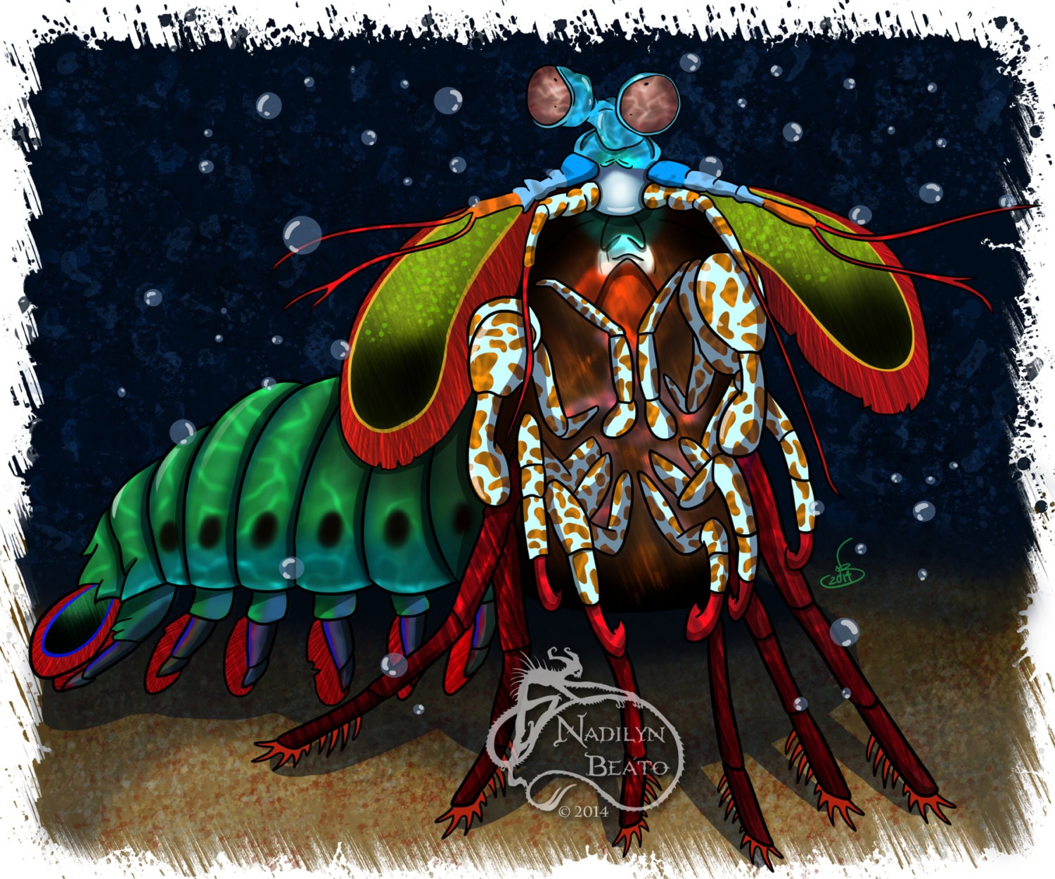 Mantis Shrimp Daily Creature Print by NadilynBeatosArt on Etsy