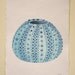 Sea urchin shell original watercolour study illustration painting beach ocean sea set