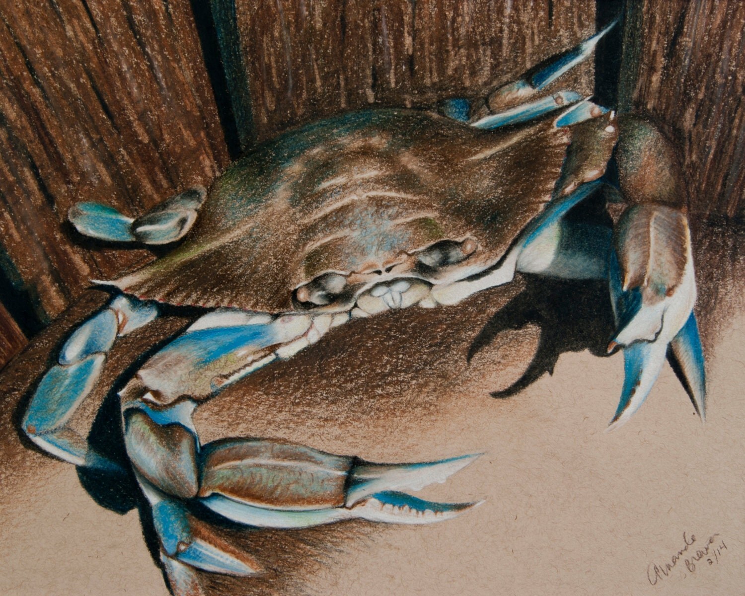 Blue Crab I Giclee Print of Original Colored Pencil Drawing