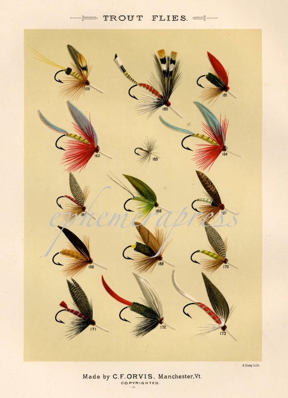 trout flies glorious fly fishing print no. 2 by EPHEMERApress