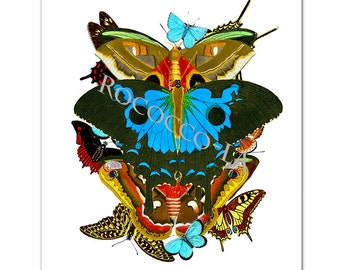 Art Print, Illustration, BUTTERFLIES 2- The Colors of the Nature - Wall decor,Fine Art Prints, Art Poster