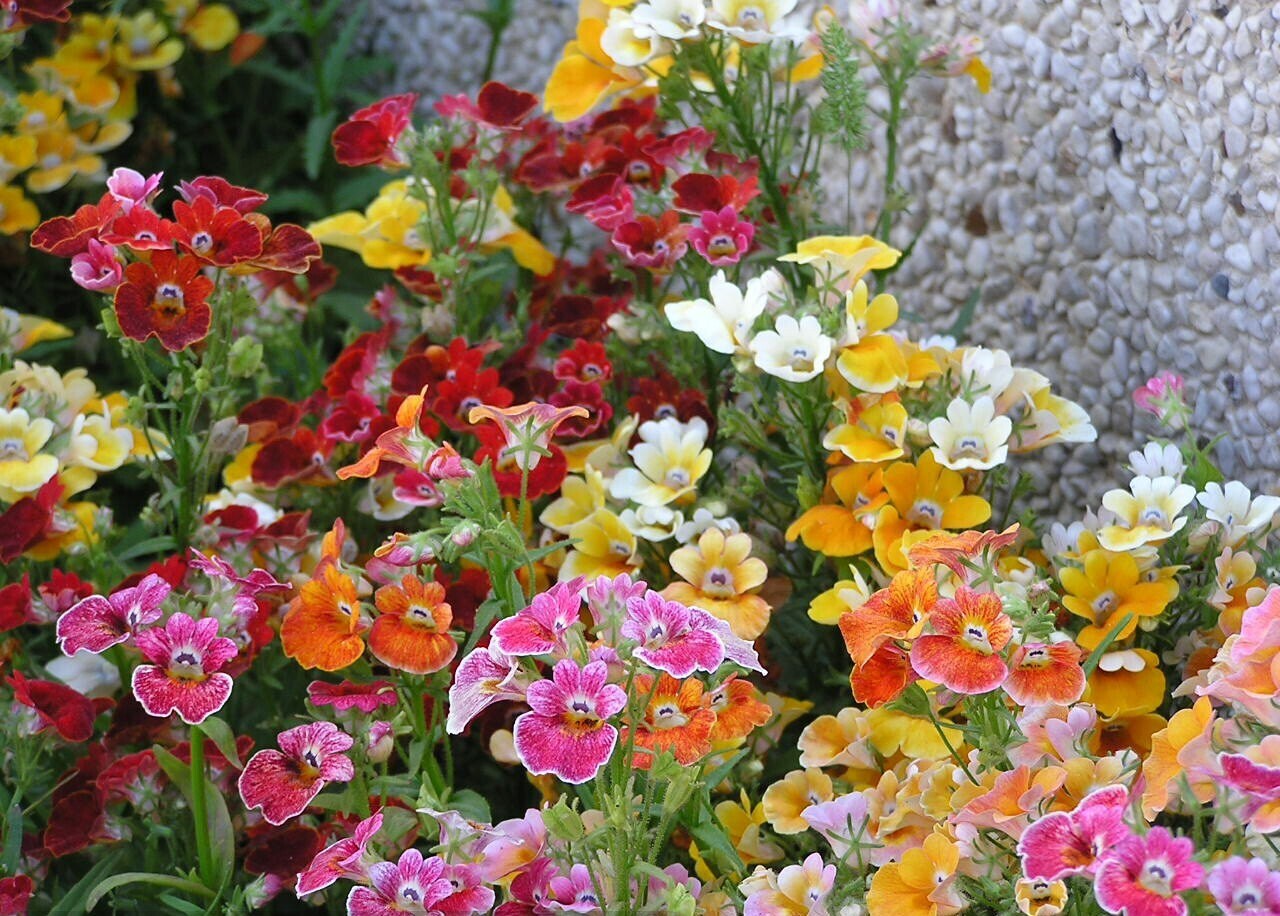 200 Seeds Nemesia Carnival Mix Strumosa Garden Flower Mixed