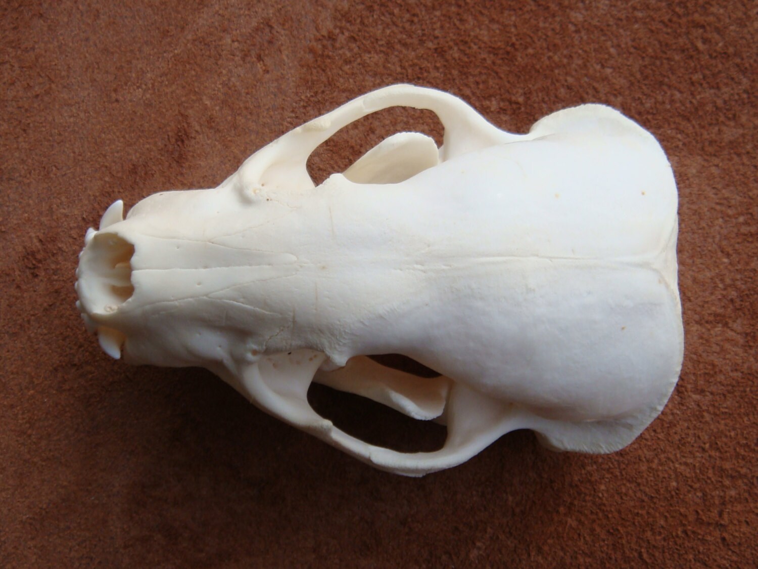 Real Nice No. 1 quality Badger skull real bone teeth part