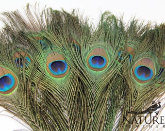 50pcs HQ Natural Peacock Feathers about 10-13 Inches