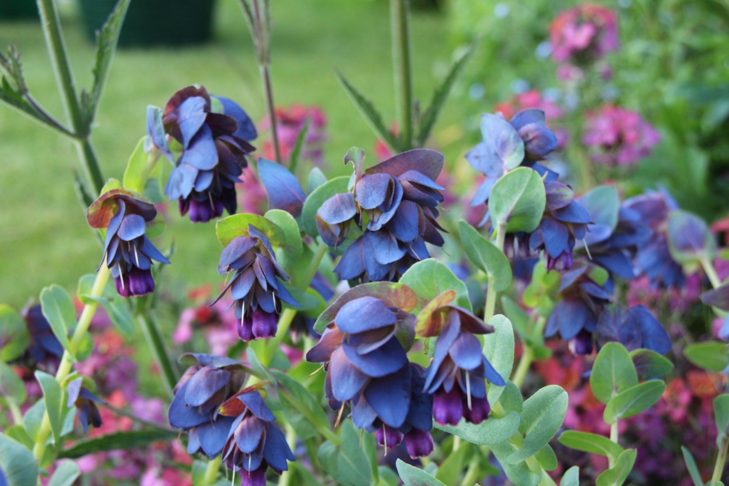 Honeywort SeedsCerinthe major �Purpurascens�.BLUE