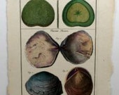 Lamarck Histoire Coquille Engraving Antique Shell Antique Plate 173 18th C