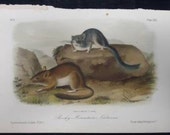 Antique 1851 Audubon Print Quad Rocky Mountain Neotoma Lithograph No 6 Pl XXIX