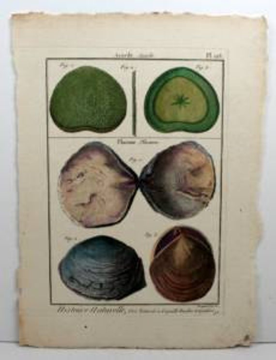 Lamarck Histoire Coquille Engraving Antique Shell Antique Plate 173 18th C