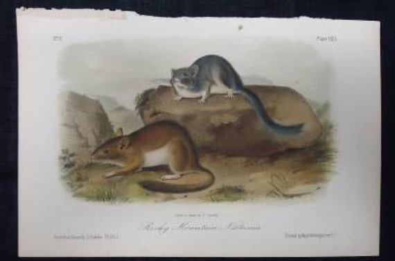 Antique 1851 Audubon Print Quad Rocky Mountain Neotoma Lithograph No 6 Pl XXIX