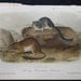 Antique 1851 Audubon Print Quad Rocky Mountain Neotoma Lithograph No 6 Pl XXIX