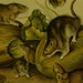 Audubon Quadruped Octovo Stone Lithograph PL 54 Brown or Norway Rat Print 1851