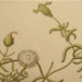 Rare Knorr Folio Antique Botanical Print Copper Plate Engraving Ice Plant 1760