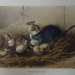 Antique Audubon Print Stone Lithograph Quadruped Octovo Black Rat 1851 Plate 23