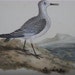 Edward Donovan, H/C Bird Engraving Print, Sanderling Plover, 1816 PL 146