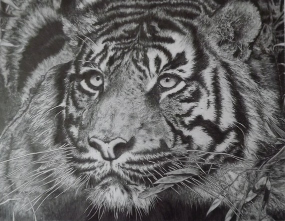 Bengal Tiger Pencil Drawing by JoeGriffithsArt on Etsy