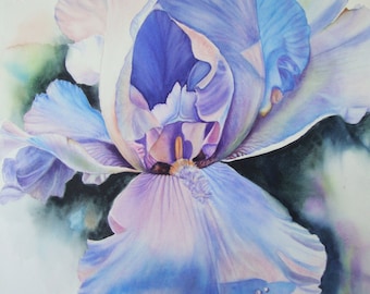 Watercolor Painting Original Limited Edition Giclee Print Iris Flower Art Iris by Diana M Turner, 11 x 14