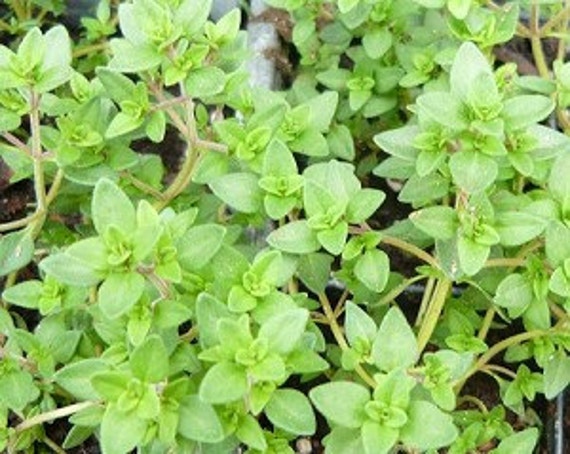 english thyme plant