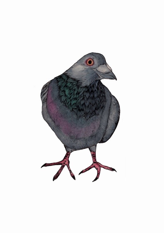 Fat Pigeon Print